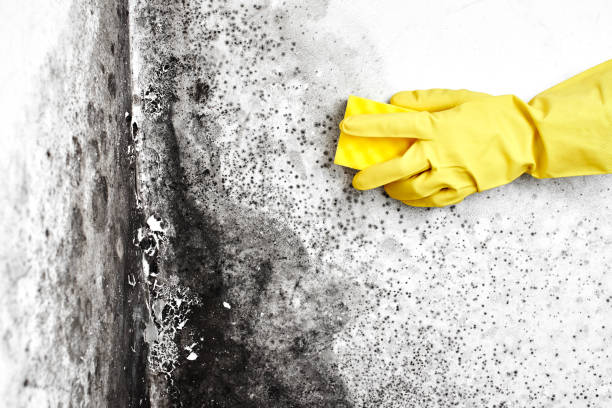 Berry Creek, CA Mold Removal Company