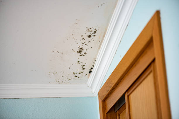 Best Mold Removal Company Near Me  in Berry Creek, CA