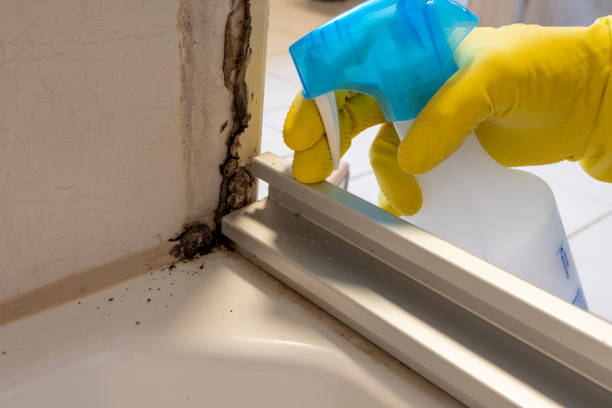 Best Commercial Mold Removal  in Berry Creek, CA