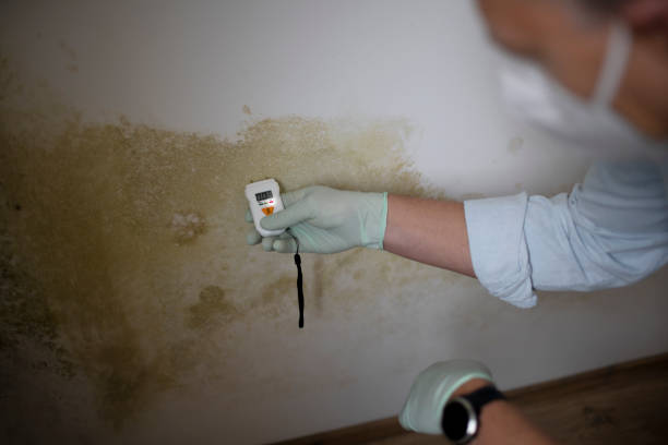 Best Professional Mold Removal  in Berry Creek, CA