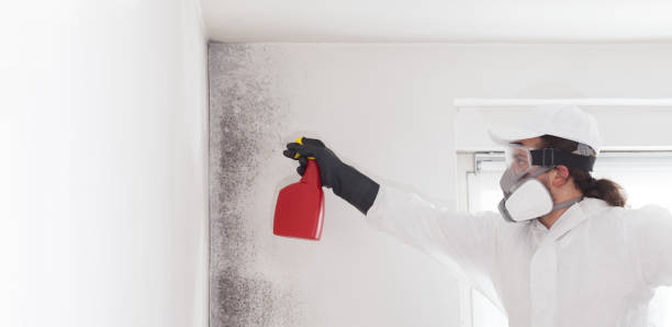 Best Home Mold Removal  in Berry Creek, CA