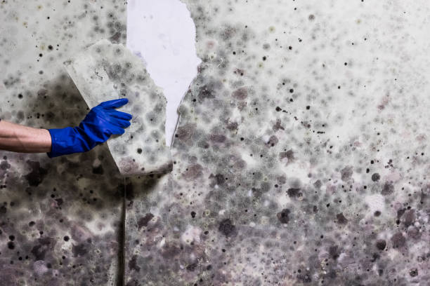 Best Attic Mold Removal  in Berry Creek, CA