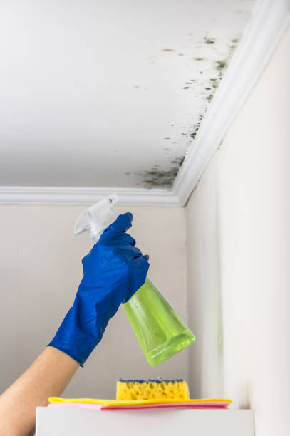 Best Mold Removal Near Me  in Berry Creek, CA