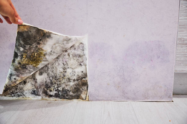 Best Mold Damage Repair  in Berry Creek, CA